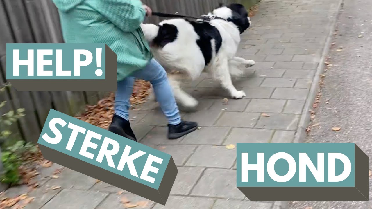 STERKE HOND NIET TE HOUDEN - Hondencoaching | Leidy-methode