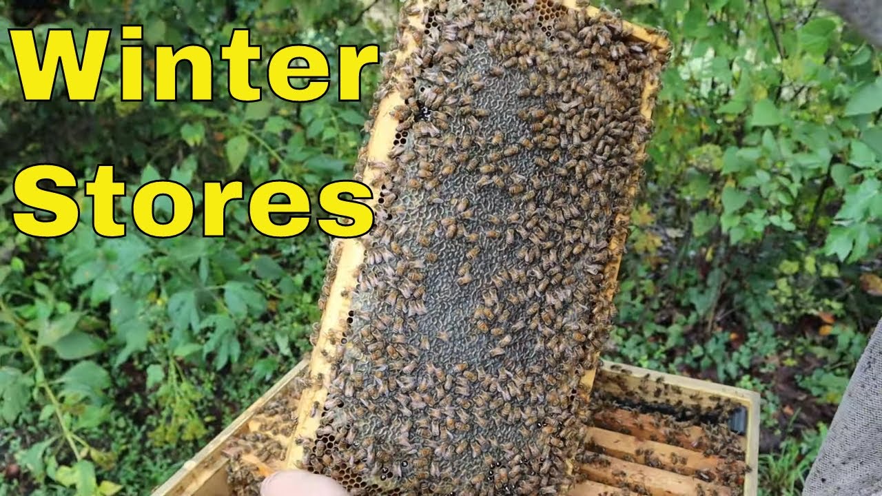 How Much Honey do Bees need for winter?
