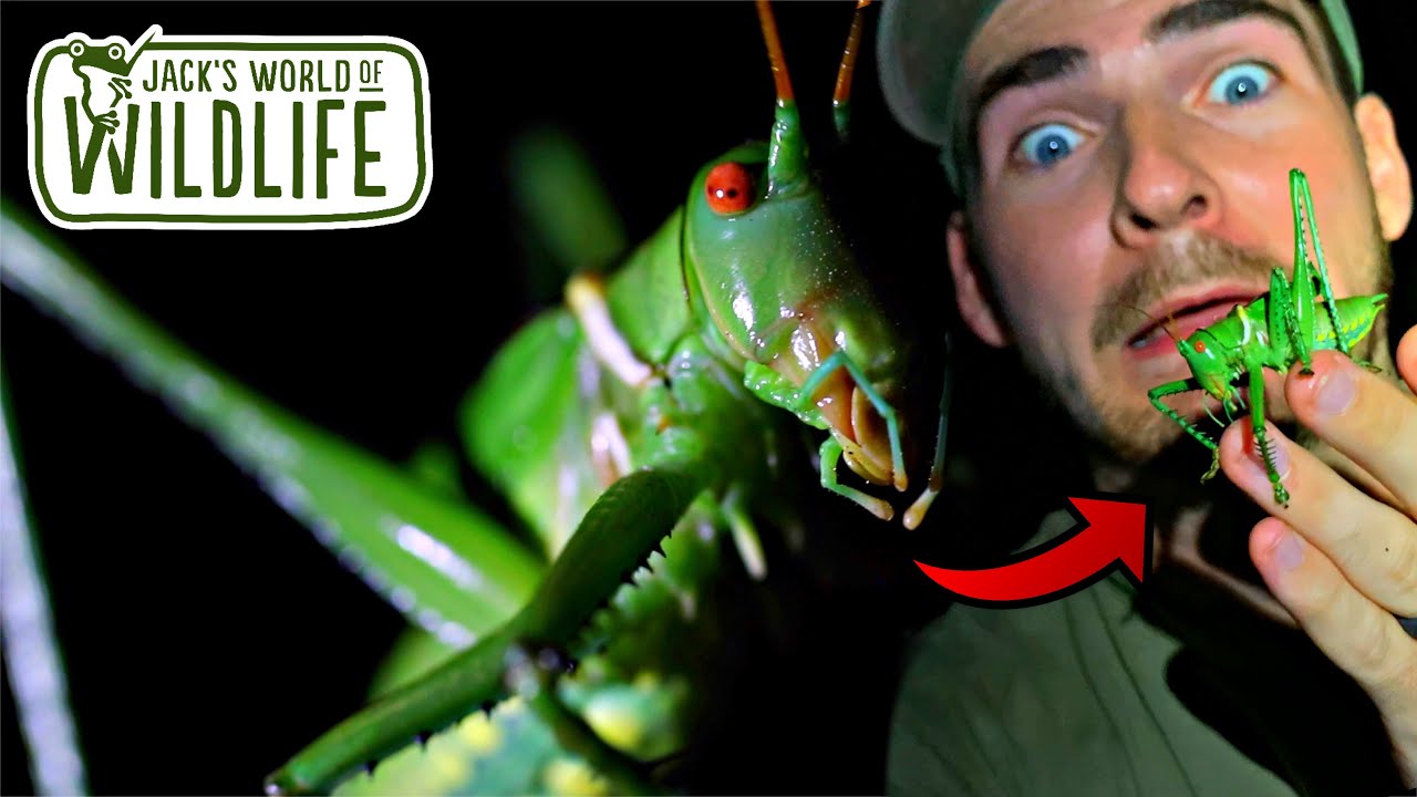 GIANT KATYDIDS BITE???
