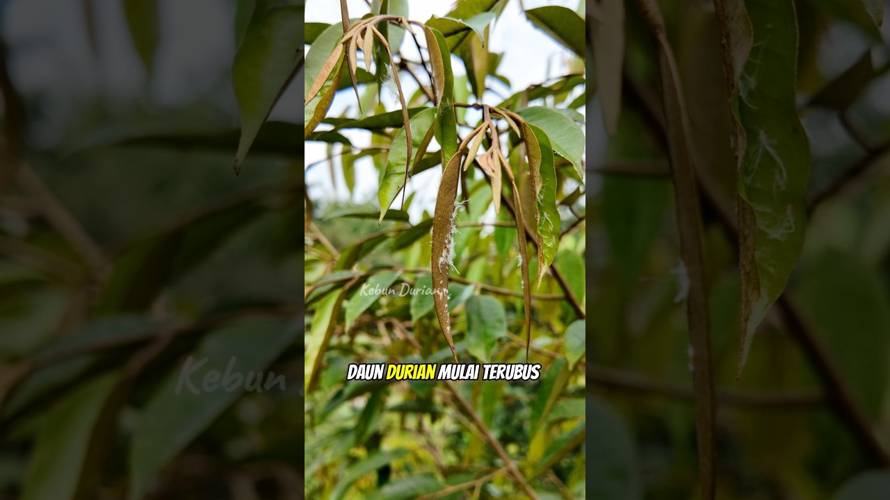 Hama kutu putih pada daun durian #shorts #durian #kutuputih #kebundurian