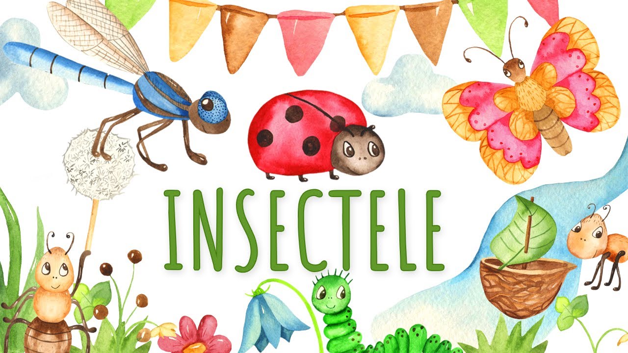 Insectele pentru copii - Cunoasterea mediului | Copilasi Dragalasi