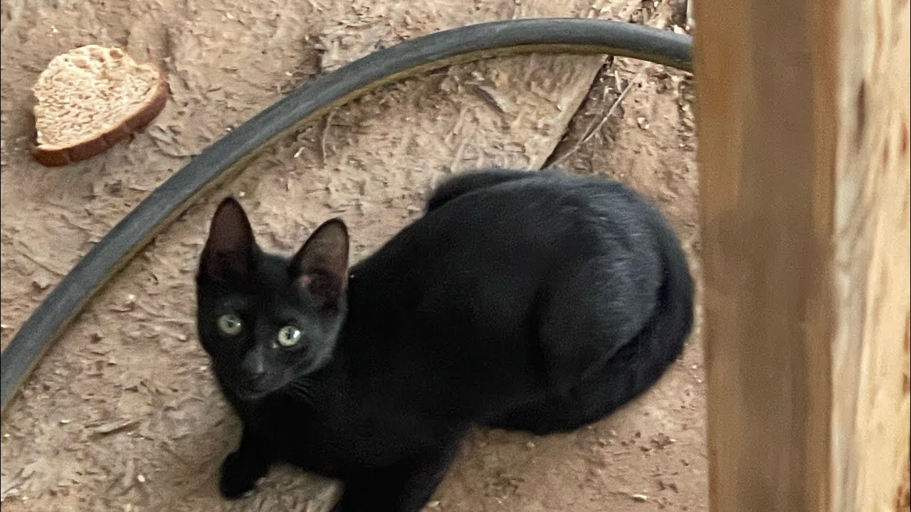 Getting a stray cat to trust you #straycat #amazoninfluencer