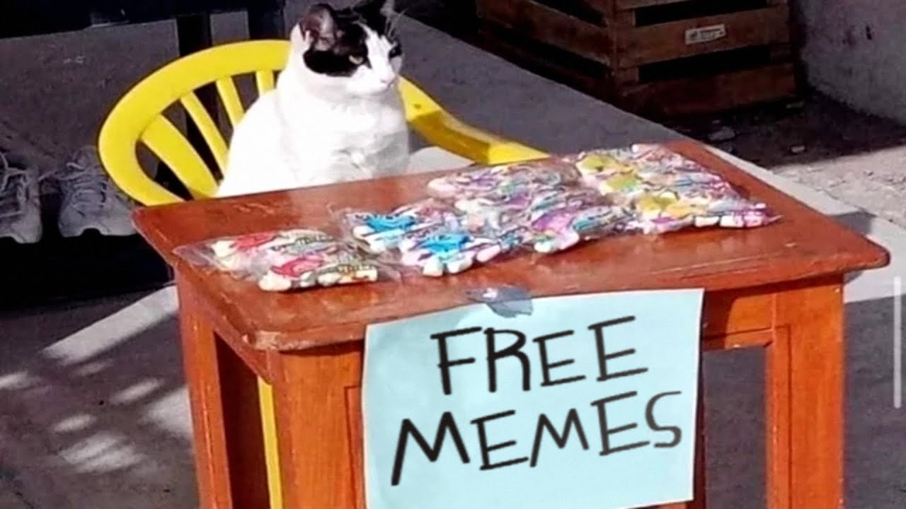 Fresh Free Memes please enjoy