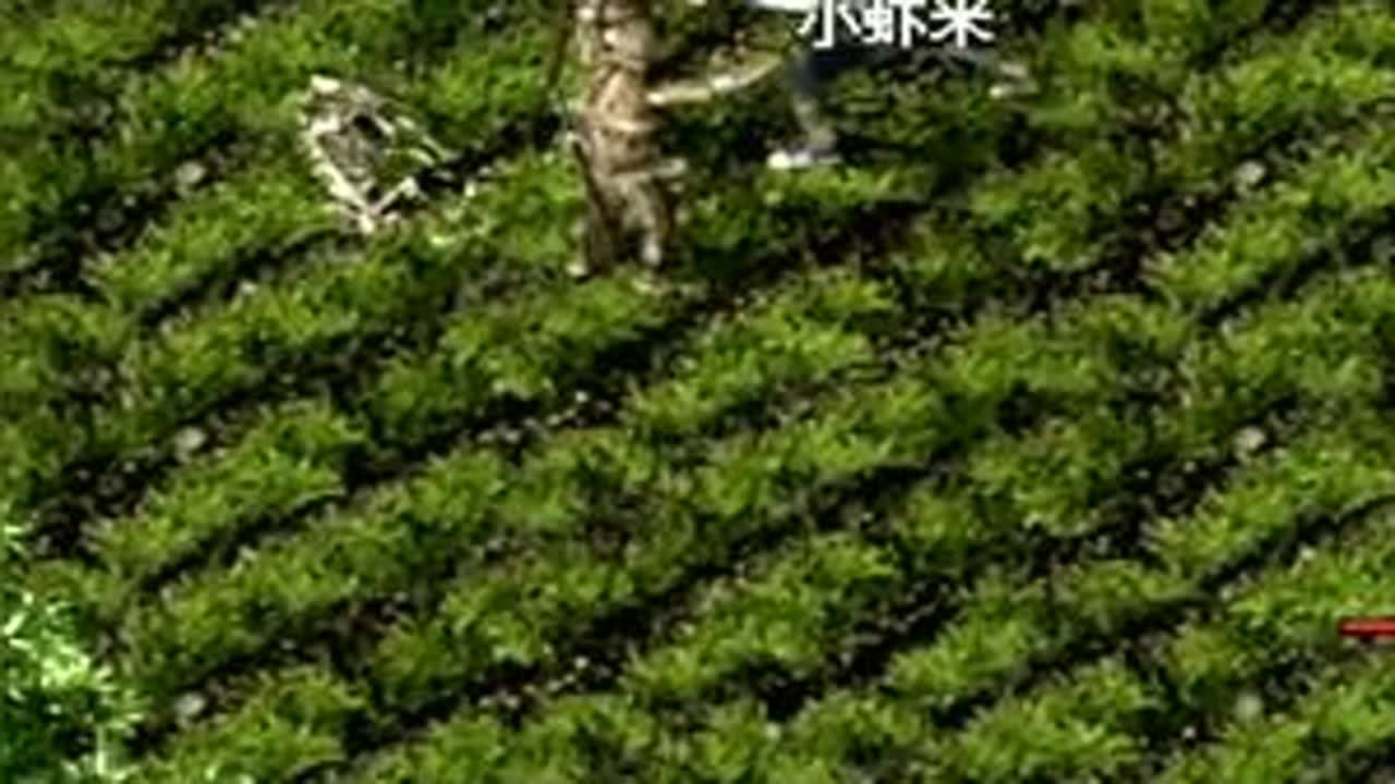 热血传奇之盛大传奇新手任务教程 #游戏 #热血传奇 #复古传奇 #传奇手游