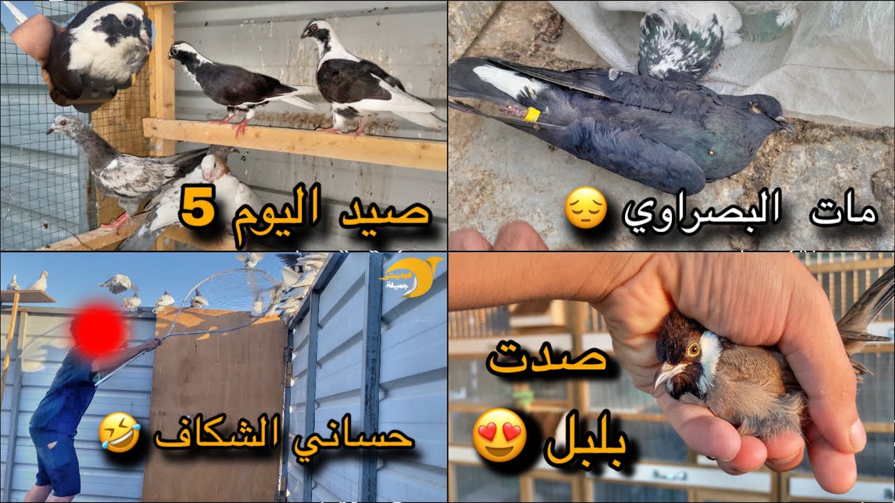 صدت بلبل اليف 🤯 +.  مات البصراوي تعالو شوفو شلون مات + صدنه ٥.طيور ٣ منهن اني شكفتهن 🔥
