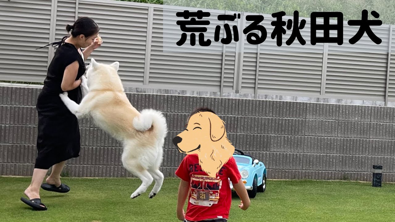 【秋田犬】0歳、3歳、秋田犬と行く淡路旅3日目