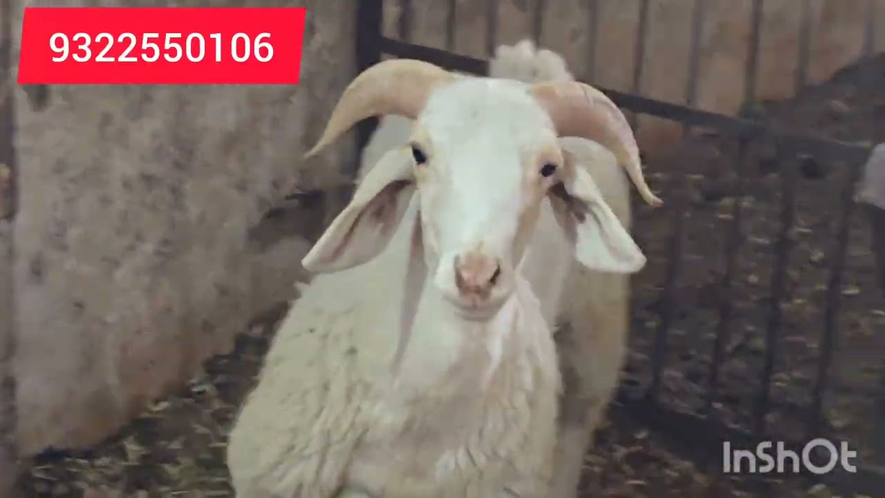 Masallah quality banur 2daat 25 kg