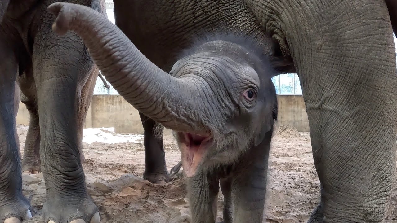 New Elephant Baby Has A Name: Meet Tula!