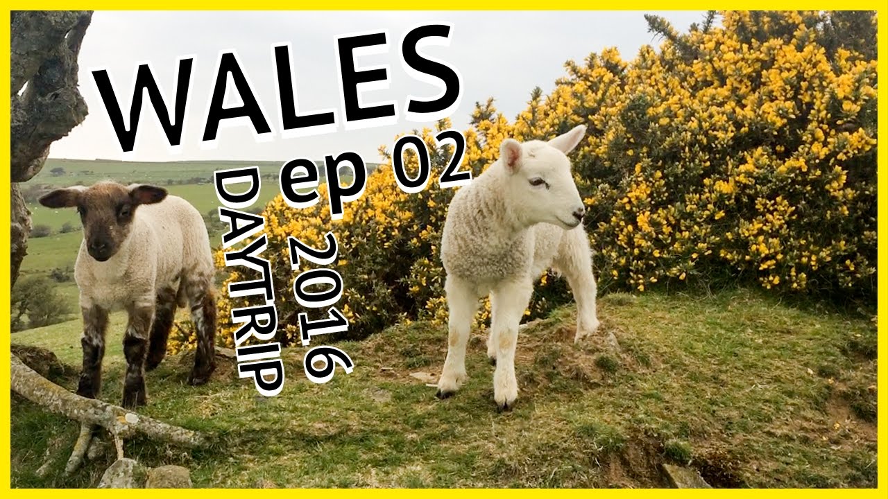 Wales (lots of lambs) 2016 : BRIT-TRIPS Ep 02