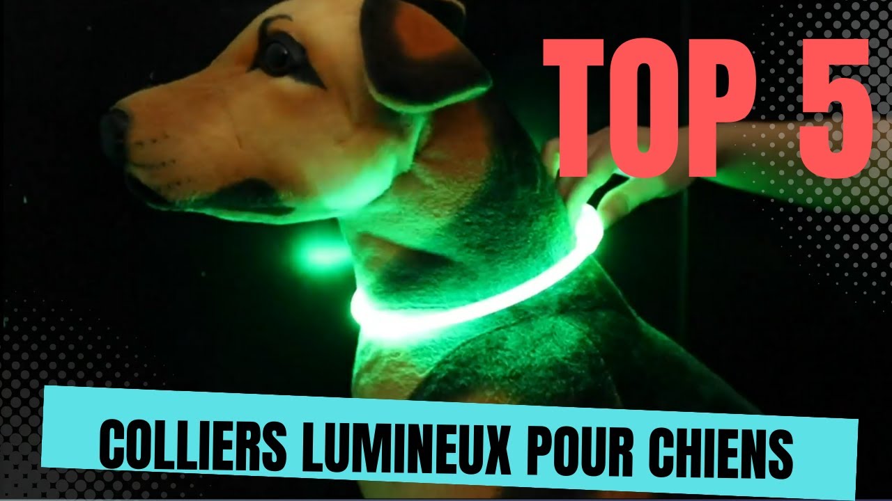 Top 5 des Colliers Lumineux pour Chiens : Sécurité et Style Réunis !