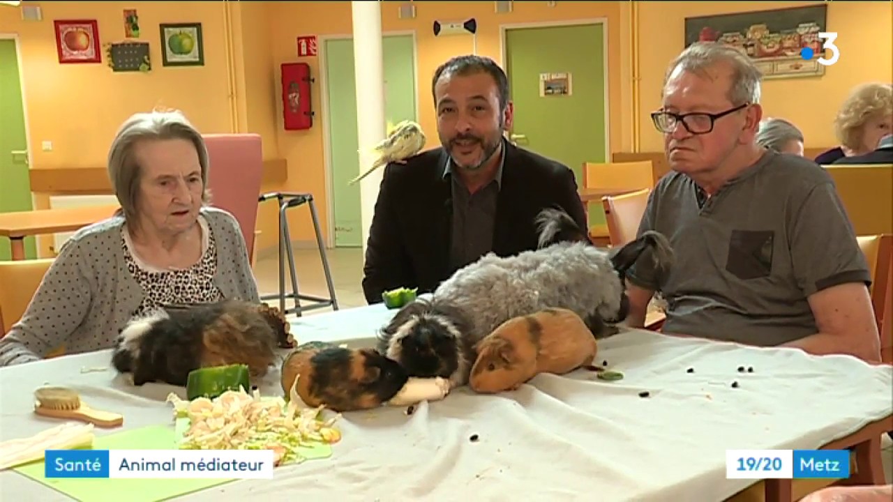médiation animale