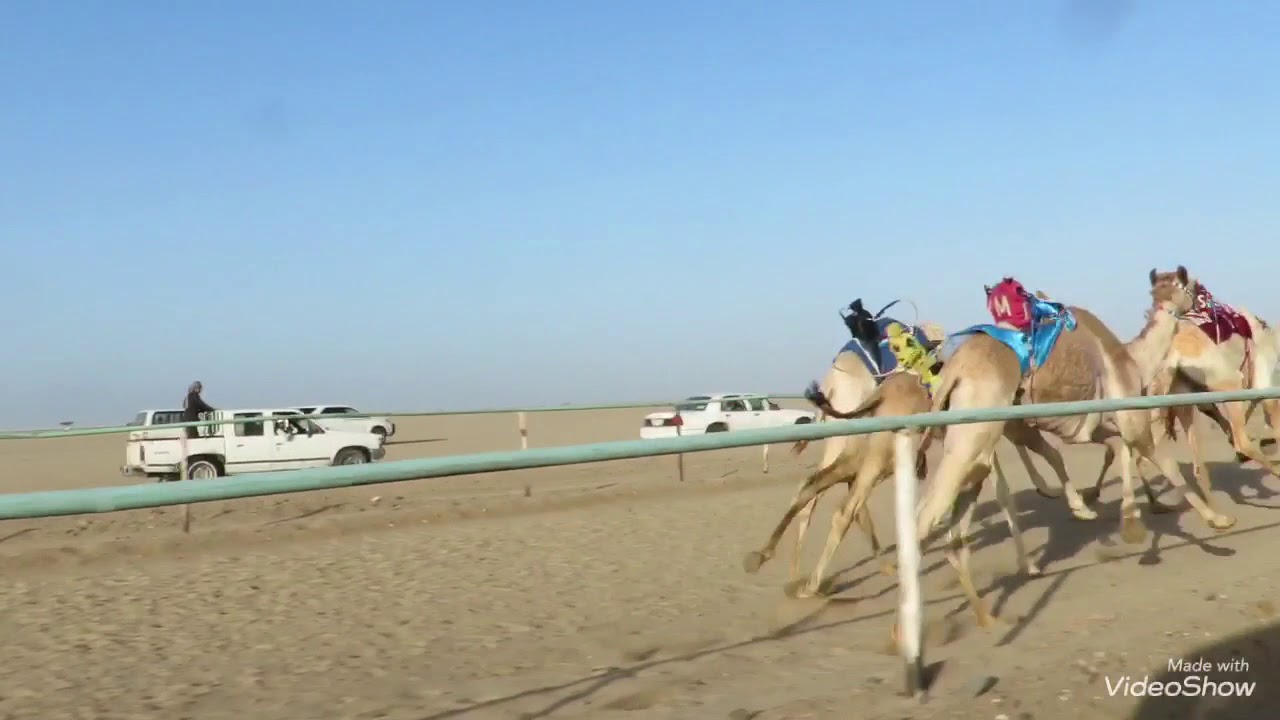 شاهين. الشيخ قالط بن غنيم الجهني