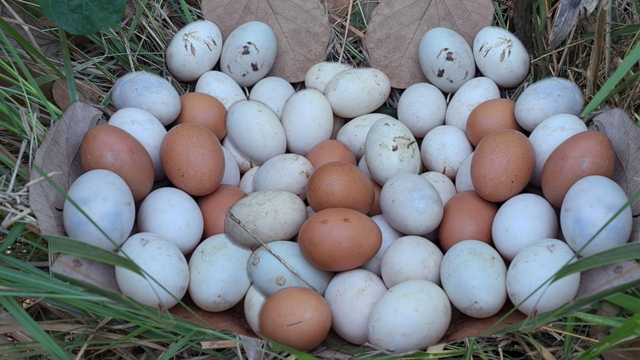 amazing! pick a lot of eggs on the hive under a tree pick by hand
