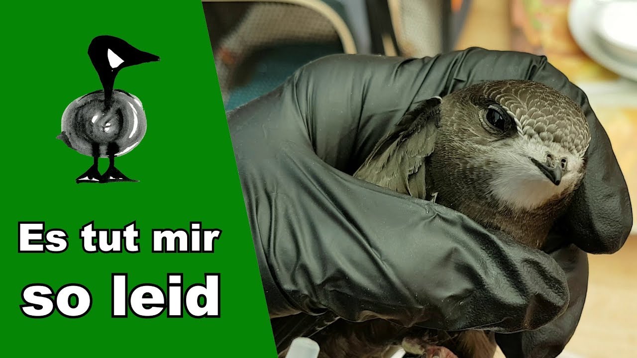 Es tut mir so leid - Tiernotruf #163