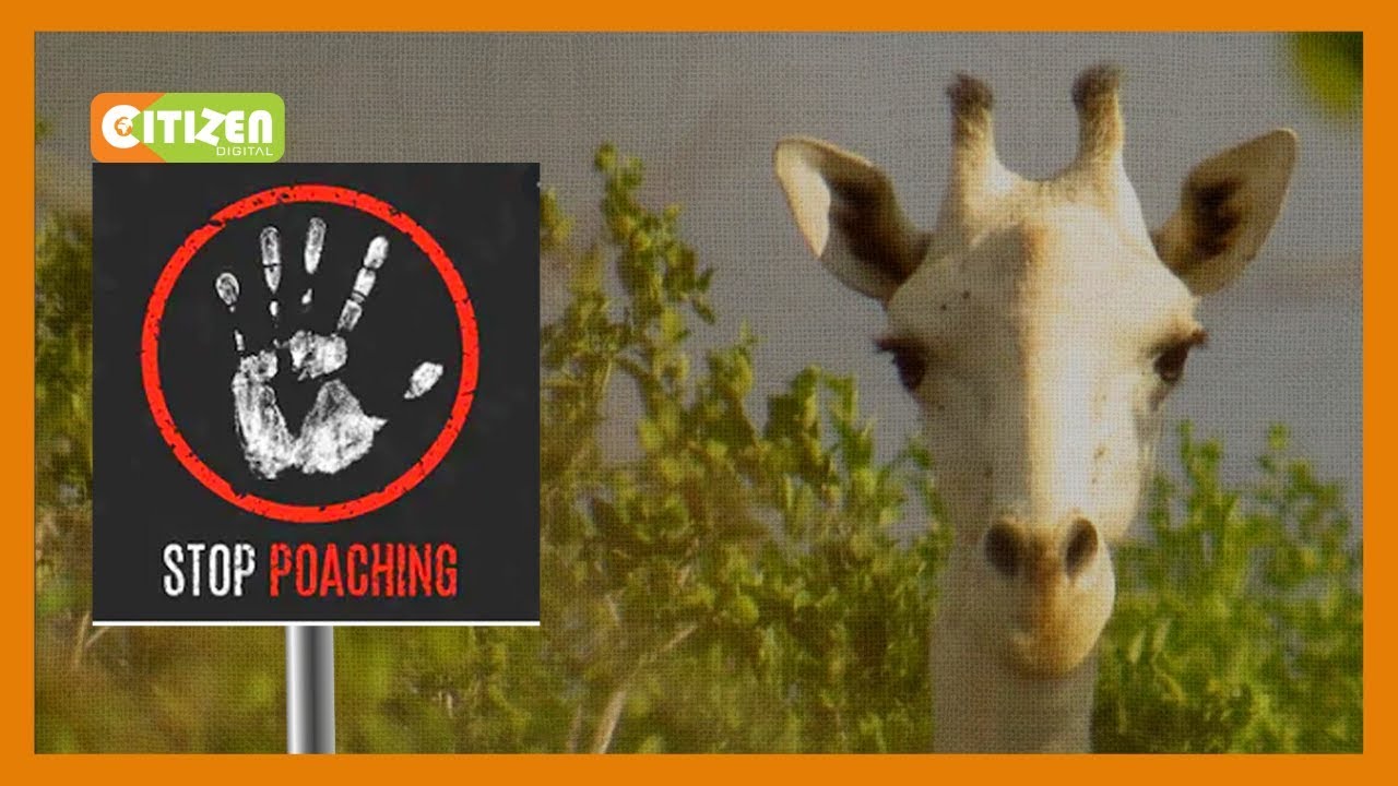Kenya&rsquo;s only female white Giraffe and her calf killed