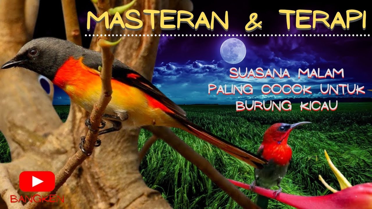 MASTERAN Mantenan VS Sepah raja TERAPI SUASANA MALAM DENGAN ALIRAN AIR UNTUK MURAI, KACER, CUCAK IJO