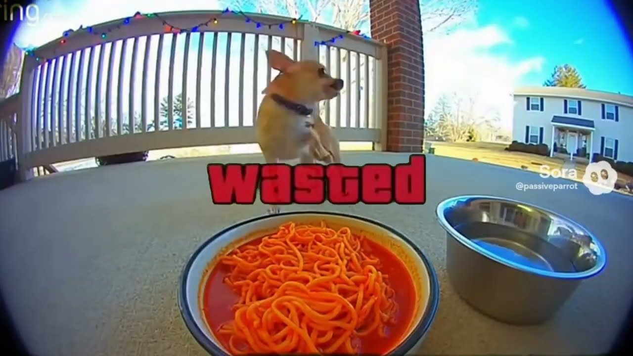 Dogs Reacting to Spicy Noodles on Ring Cam | Funny CCTV Compilation