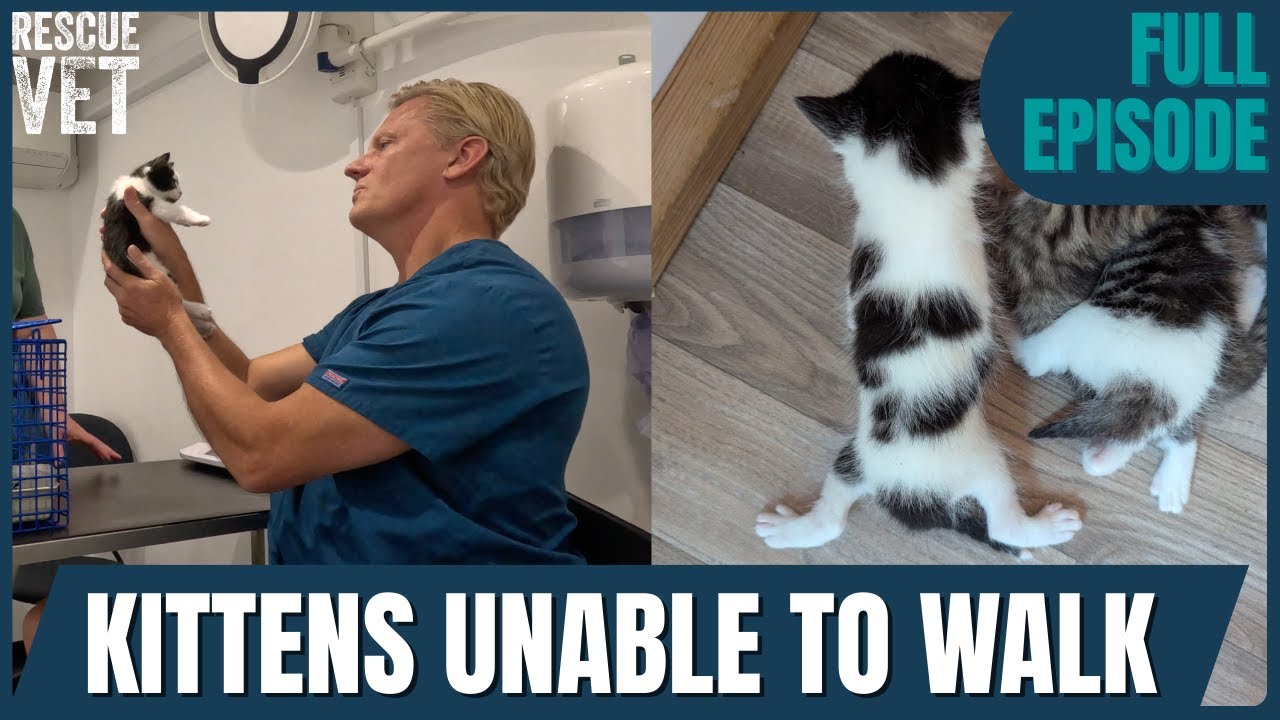 Swimmer Syndrome Kittens Make Incredible Recovery: Shocking Rescue Stories