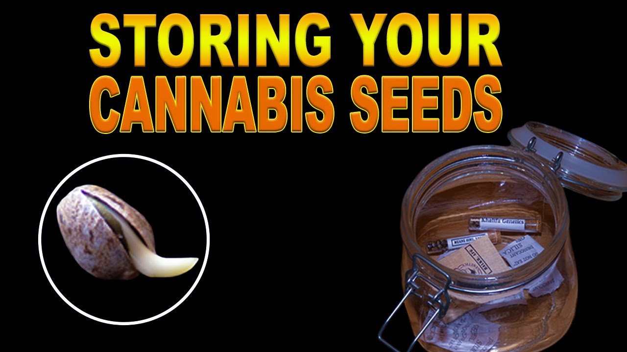 Best Ways To Preserve Your Hemp Seeds - Khalifa Genetics