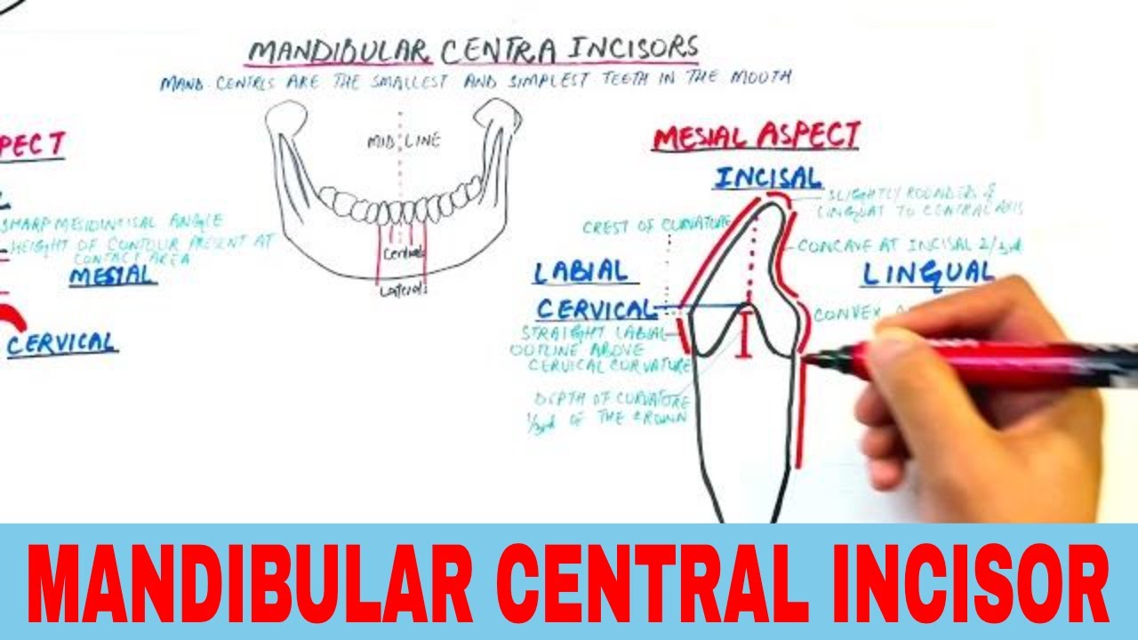 Anatomy of Mandibular Central Incisor - Tooth Morphology