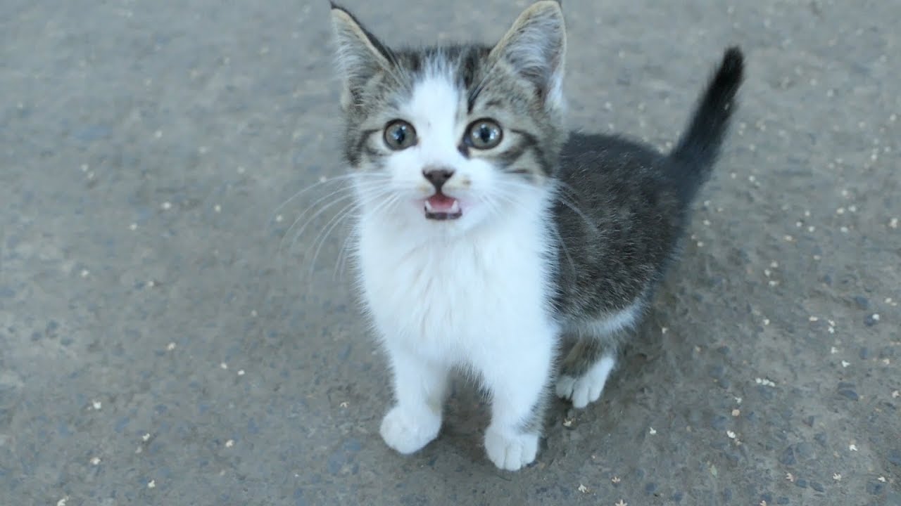 Two little kittens with mom as always
