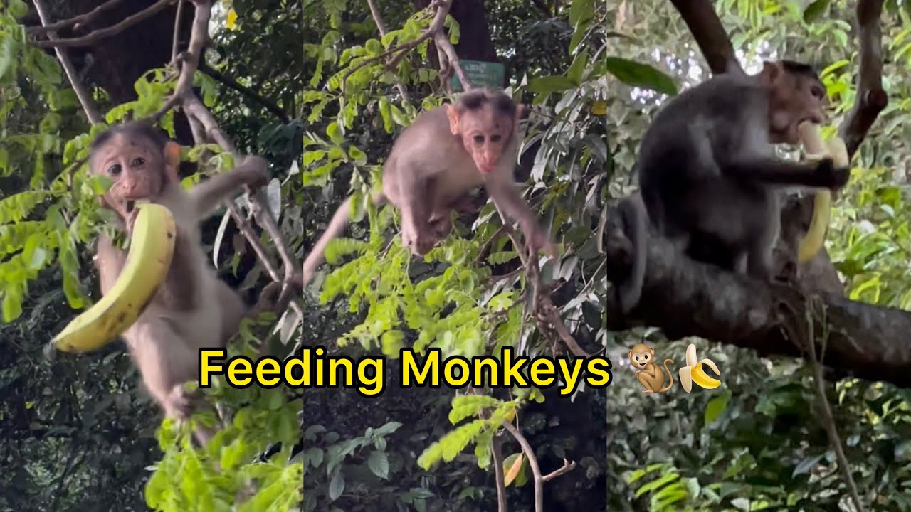 A MINUTE WITH MONKEYS 🐒 🍌 FEEDING MONKEYS AT #EDAYILAKKAD VALIYAPARAMBA BACKWATERS