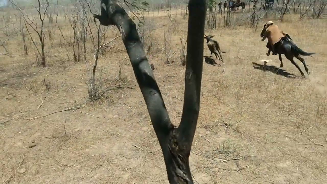 pega de boi no mato escreva-se
