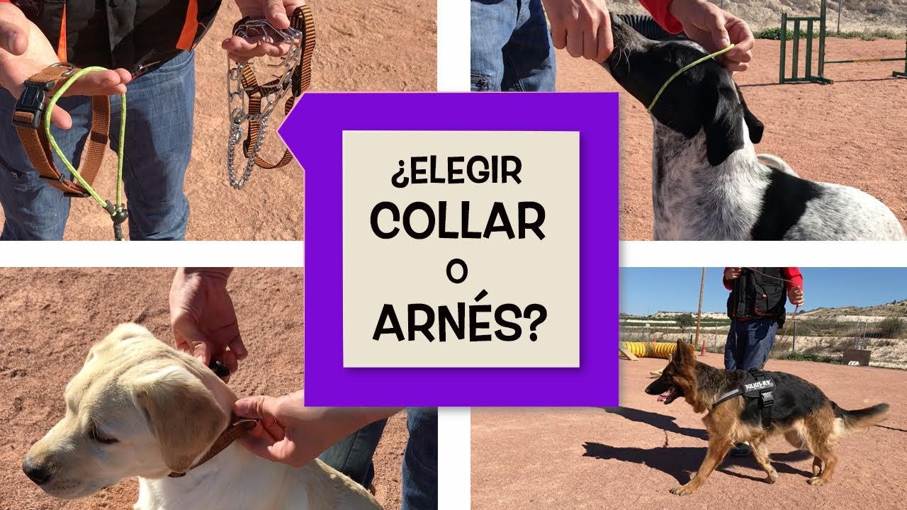 Elegir collar o arnés ¿Qué es mejor para mi perro?