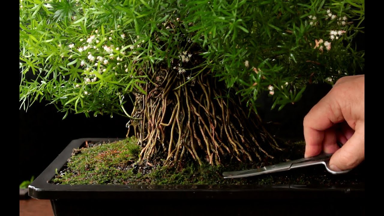 Asparagus Fern,  Bonsai Style, May 2016