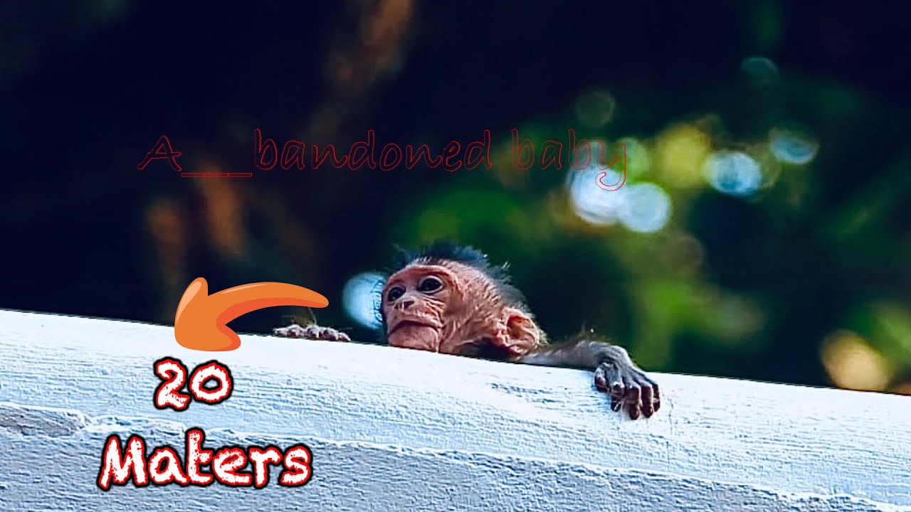 Very pity ... !! Two po__or babies a_band_oned  by their mother on the roof of a tall building.
