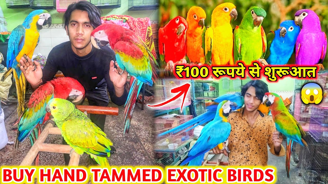 Buy Biggest Exotic Birds in Delhi😱| Finally Macaw agye Cheapest Birds Shop no.9654209269