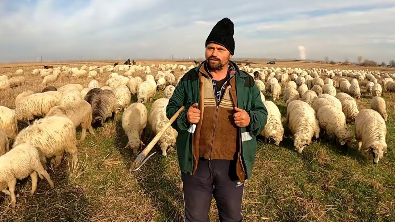 Doarme afară pe ploaie, ninsoare sau ger. Transhumanță de iarnă cu 700 de oi și 11 măgari