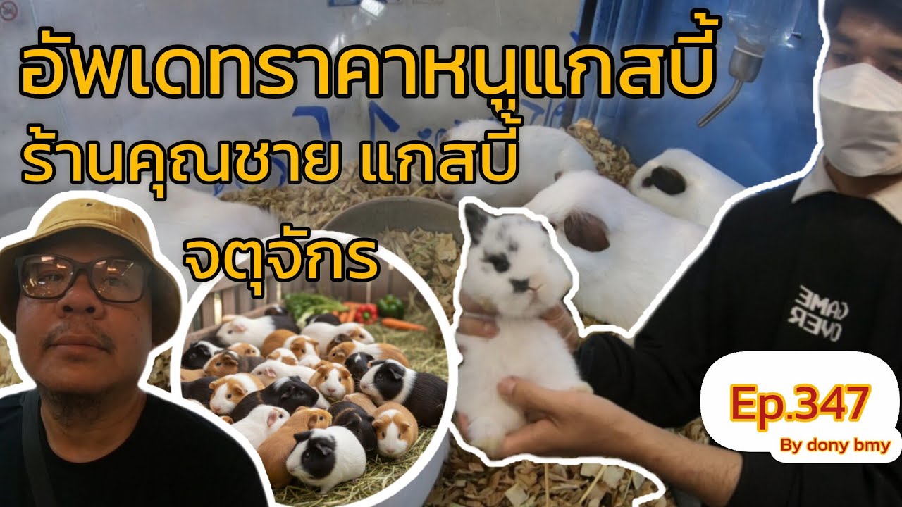 เที่ยวตลาดสัตว์เลี้ยง Ep.347 🐭🐹 อัพเดทราคาหนูแกสบี้  #ตลาดจตุจักร #Chatuchakmarket #fypシ 