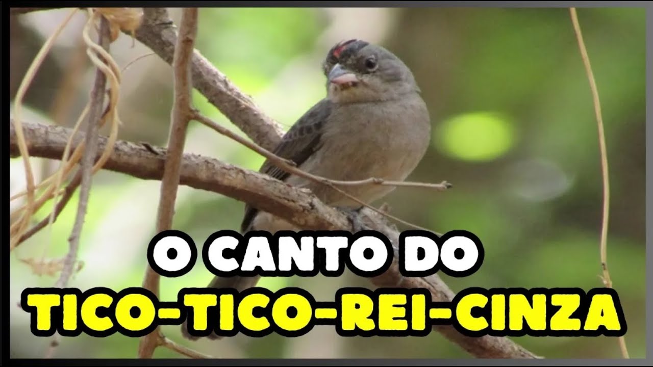 O canto do TICO-TICO-REI-CINZA (Coryphospingus pileatus) | Pileated Finch
