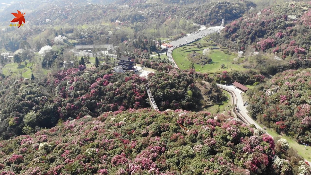 Baili rhododendron sea drone in China