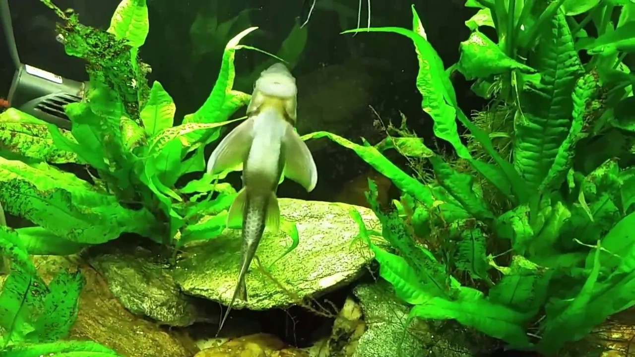 Fish I'll Never Buy Again: Chinese Algae Eater