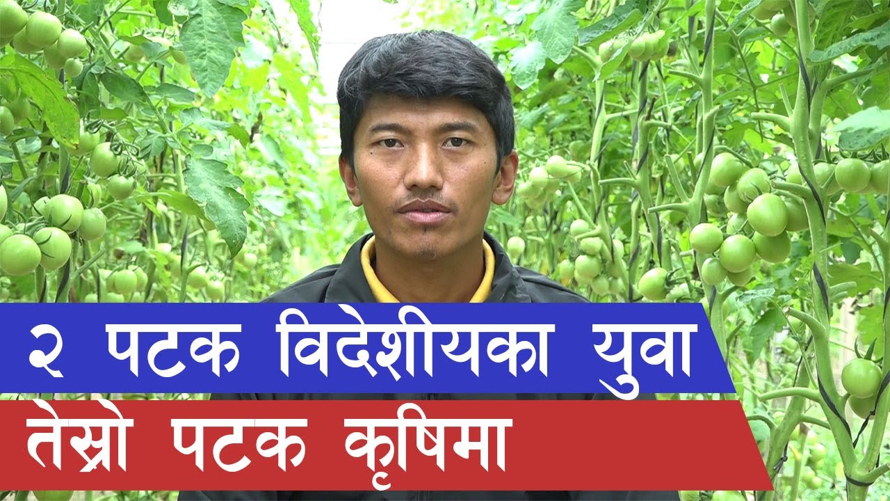 युवाबाट सिकौ, थोरै जमिनमा धेरै उत्पादन गर्न  || Vegetable Farming in Nepal ||