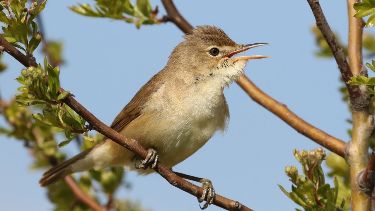 Eurasian Reed Warbler Song | Acrocephalus scirpaceus Singing