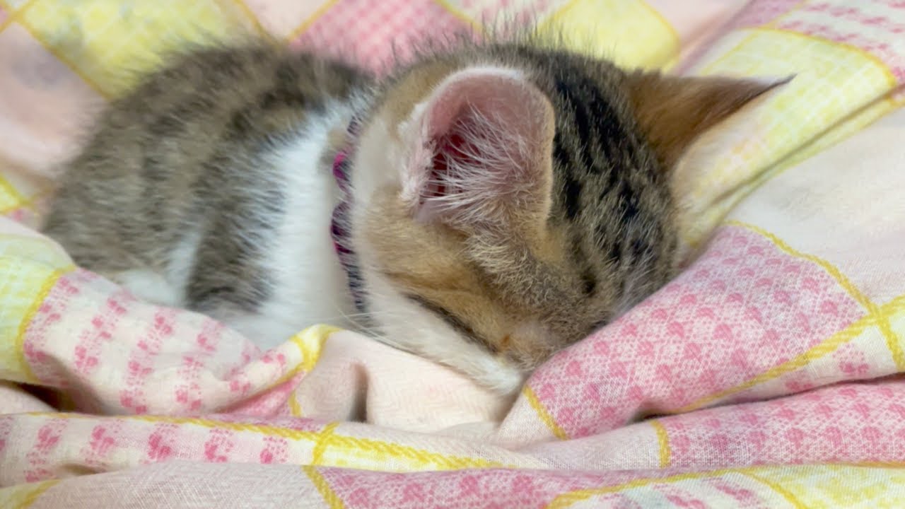 【子猫の里親】かけっこしてる姿をみると子猫達を里子に出さなくて良かったと思いました。