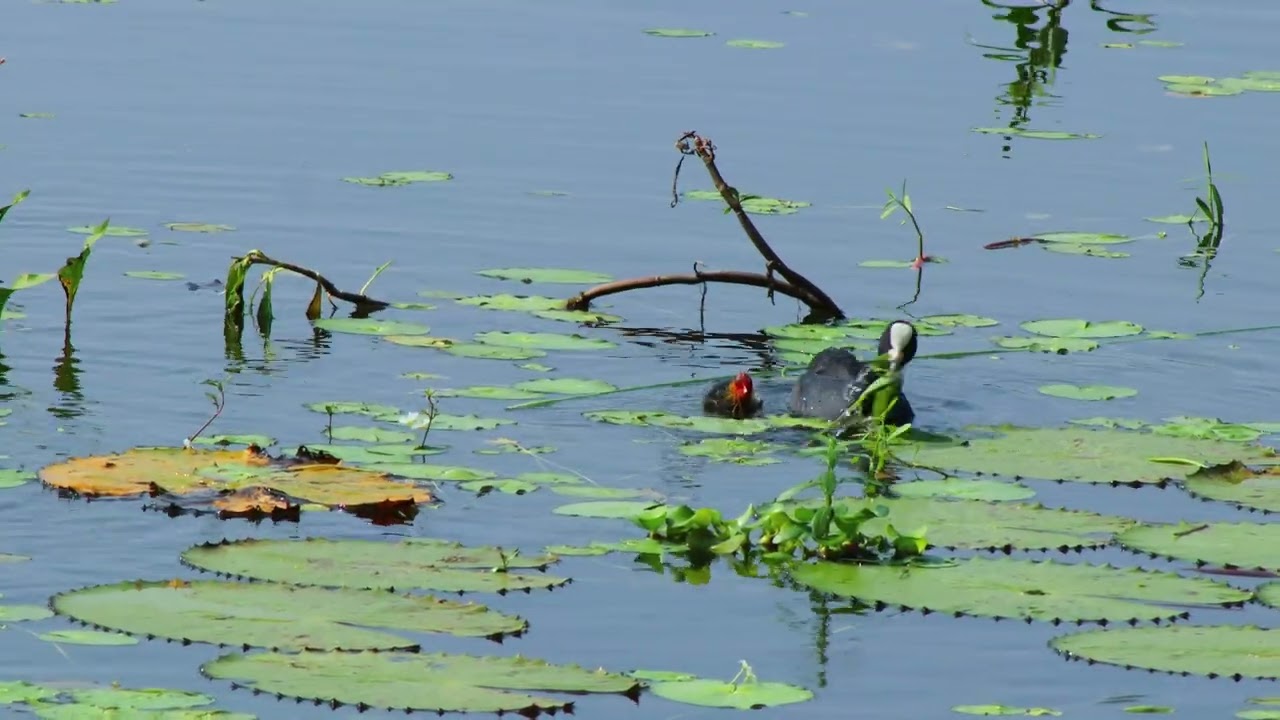 The Eurasian Coot (Fulica atra) and Its Chicks | Pondicherry Wetland Birds