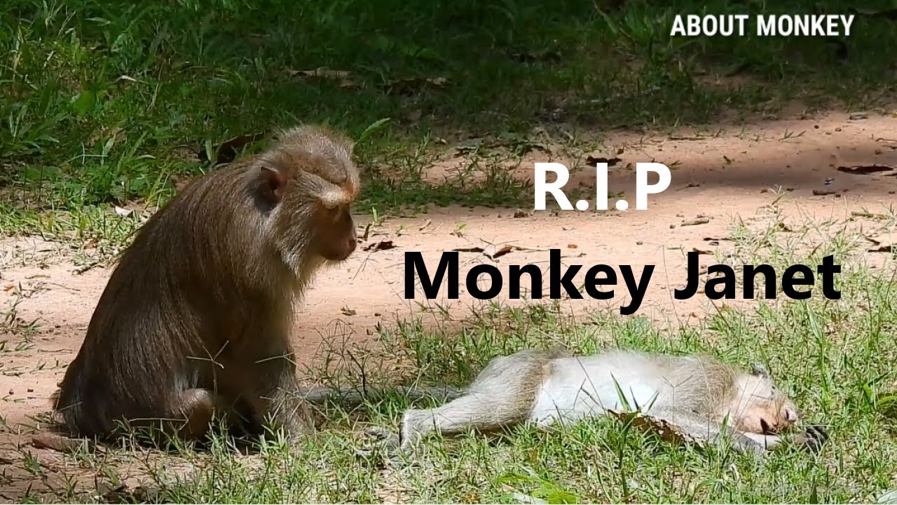 Последние новости! RIP Обезьяна Джанет Она погибла в результате дорожно-транспортного происшествия,