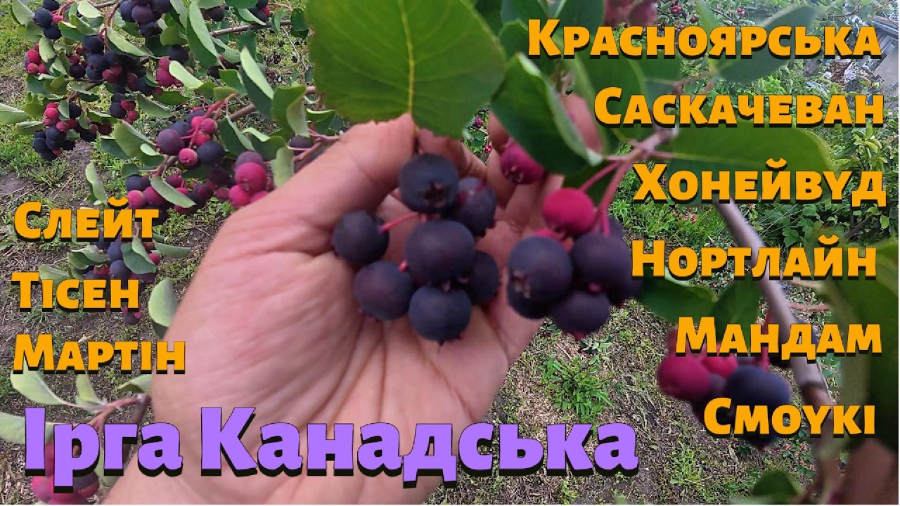 Ирга канадская. Обзор сортов