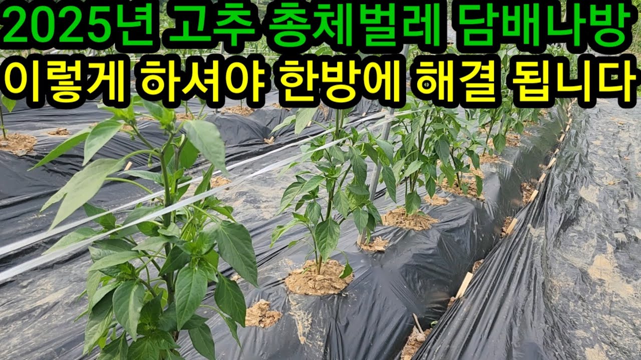 고추 담배나방 총체벌레 진딧물약 텃밭농사 만원이면 올 농사 해결됩니다