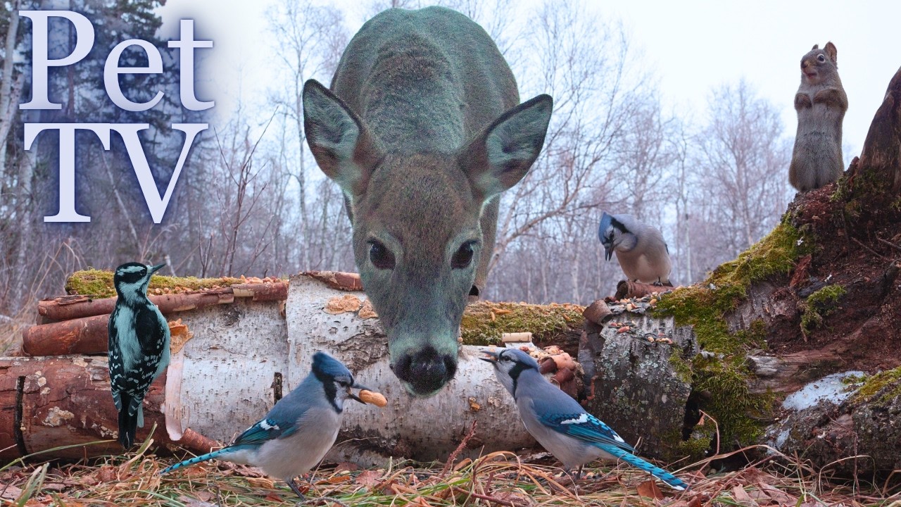 Deer Up-Close 🦌8 Hours of Relaxing Nature for Pets & Their Owners - Dog TV • Cat TV