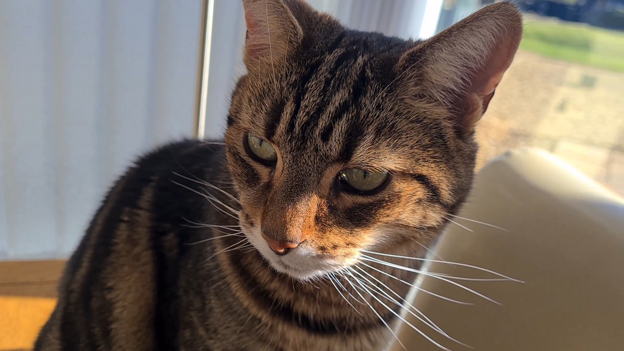 Dee Dee Is In The Conservatory, And The Sun Is Out