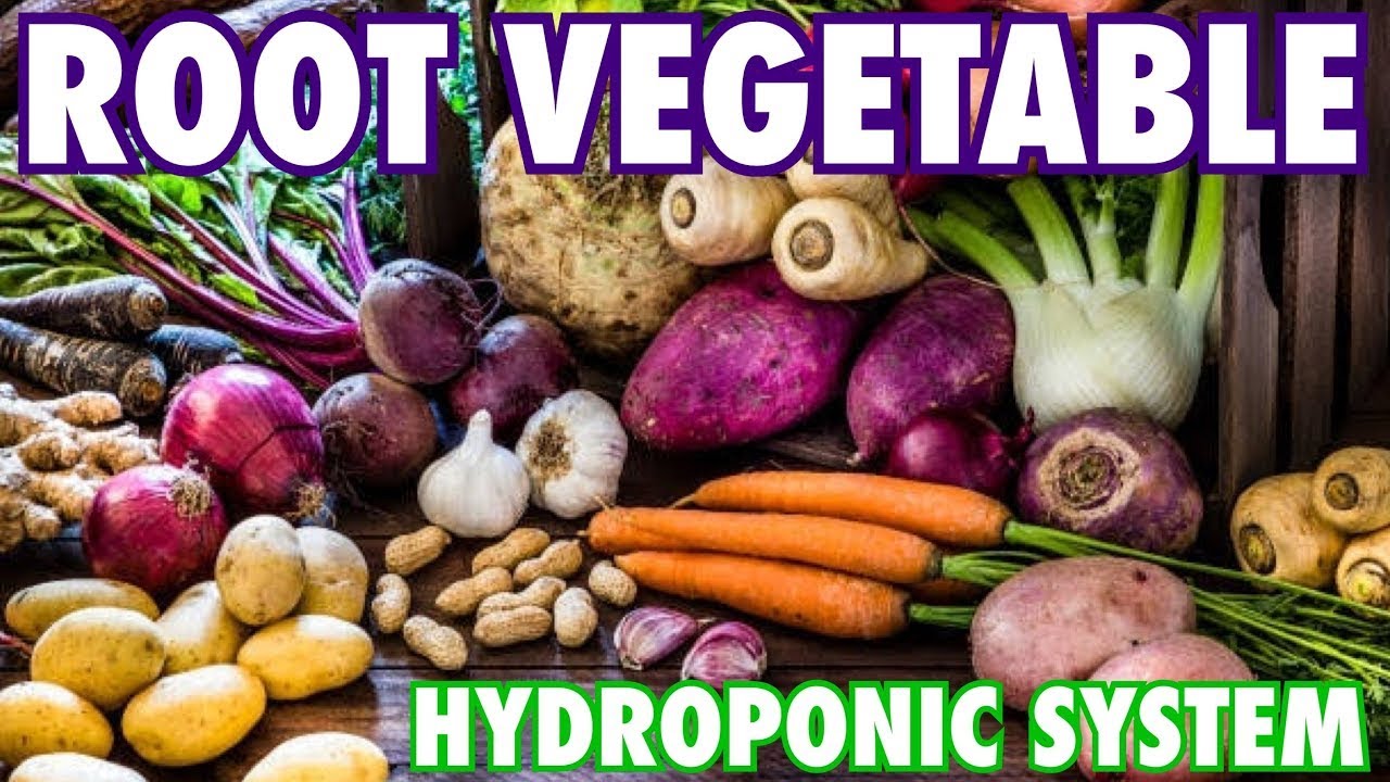 A Hydroponic System for Root Vegetables!