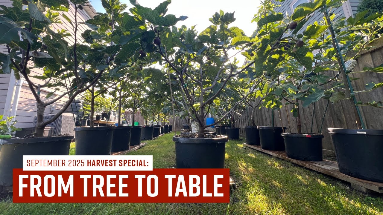 Quick Tour // September 2025 HARVEST SPECIAL: From TREE To Table // #Fig #gardening #organicfarming 