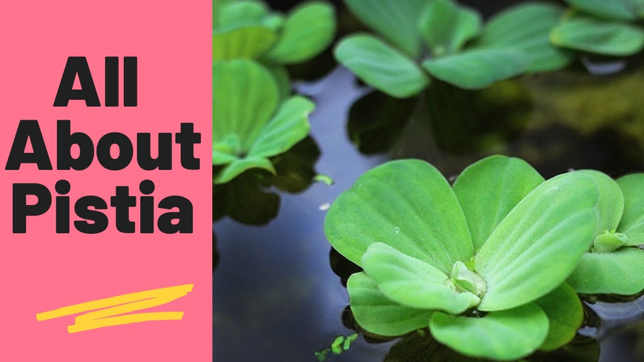How to grow and care Pistia/Water lettuce/Water cabbage||Backyard Gardening