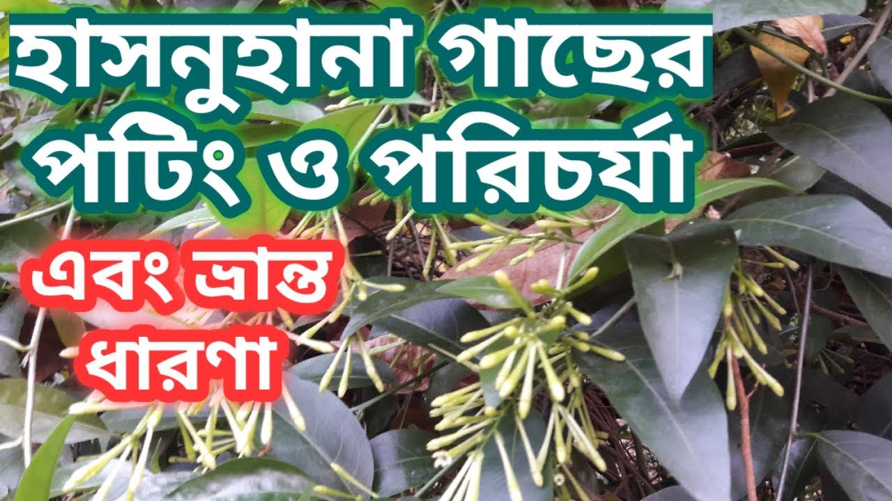 গ্রীষ্মের ফুল হাসনুহানা গাছের পটিং ও পরিচর্যা/How to Grow and Care Queen of Night