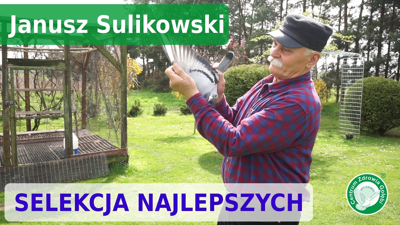 CZG – porady Janusza Sulikowskiego ważne dla doświadczonych i początkujących hodowców.